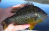 Thumbnail. Pumpkinseed, captured from Lake Davis, CA. Photo by Robert Vincik, California Department of Fish and Game.