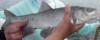 Thumbnail. Sacramento blackfish, caught in the San Joaquin river near Stockton on 11/11/08. Photo by Steve Reem.