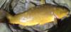 Thumbnail. Tench, caught in Storrington, West Sussex, England on 19 August 2009. Photo by Peter Collington.