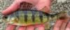 Thumbnail. Yellow perch, caught in Iron Gate Reservoir, California on 13 May 2009 by Teejay O'Rear. Photo by Amber Manfree.
