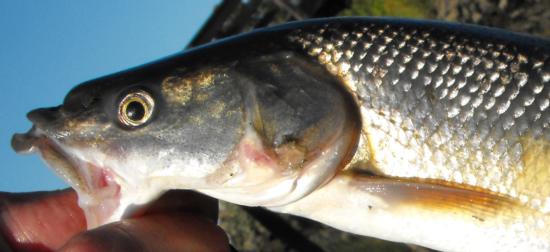 Sacramento pikeminnow. Side view of mouth, showing lack of a frenum. Caught & released in the So. Fork Mokelumne R., 27 June 2012. Photo - Gary Riddle