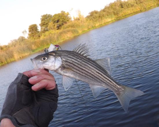 Striped bass caught and released on the South fork Mokelumne River. Photo by Gary Riddle. 7/18/2014.