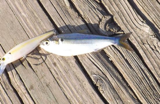 Threadfin Shad caught and released in the South Fork Mokelumne River, San Joaquin County. 5/13/15. Photo by Gary Riddle.