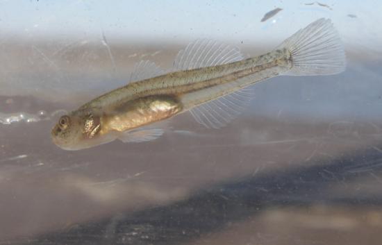 Tidewater Goby from Big Lagoon. Photo by Greg Goldsmith, U.S. Fish and Wildlife Service