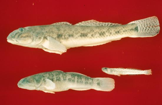Yellowfin Goby (Top), Arrow Goby (Middle Right) and Longjaw Mudsucker (Bottom). Photo from Camm C. Swift. Museum of Natural History Los Angeles County