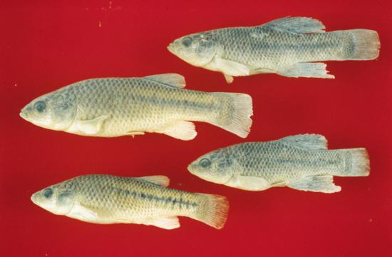 California Killifish. Prolonged finned individuals (Males) and larger, shorter-finned fish (Females). Photo from Camm C. Swift. Museum of NH, L.A. Co