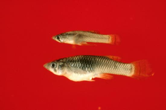 Western Mosquitofish Male (Top) and Female (Bottom). Photo from Camm C. Swift. Museum of Natural History Los Angeles County