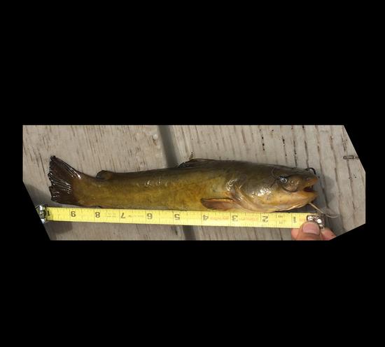 Yellow Bullhead caught July 13, 2018. Lake Havasu, AZ. Photo contributed by Max Taub.