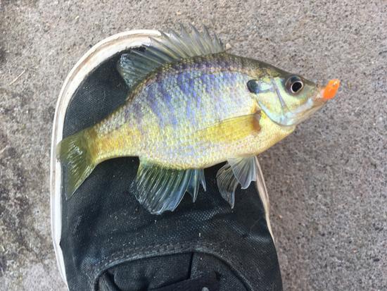 Bluegill caught 11/2/2019 at Lake Balboa, CA. Photo by Max Taub.