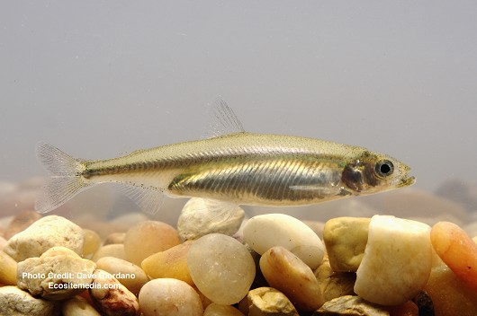 Delta Smelt, Adult (side view), UC Davis Fish Conservation and Culture Lab, Byron, CA (largely funded by the California Department of Water Resources) May 15, 2008