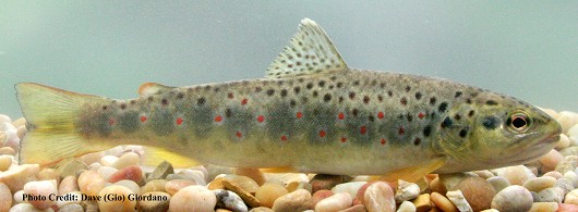 Brown trout, approximately 20 cm (8”) long. Location: Deer Creek, California 
Date: 6/21/2007.