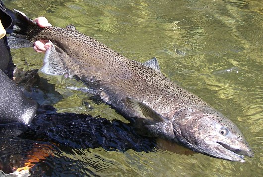 Chinook salmon, female spring-run spawner. Location: Butte Creek, California. Date: 9/16/2006. Thanks to Clint Garman, CDFG. Photo by Lisa Thompson, UC Davis.