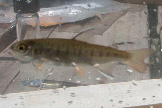 Coho salmon fry taken by Lisa Thompson. Location:  Shasta River, California. Date:  4/13/2004. Fish was approximately 6.5 cm long (2.5”).