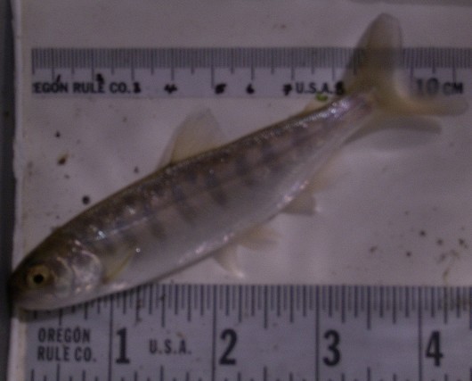 Neosho National Fish Hatchery - Juvenile trout are sometimes called parr  fry due to the dark vertical marks, called parr, found on their sides.  These marks fade as they grow into adults.
