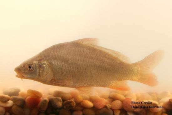 Common carp approximately 18 cm (7”) long. Location: Suisun Marsh California Date: 8/6/2007