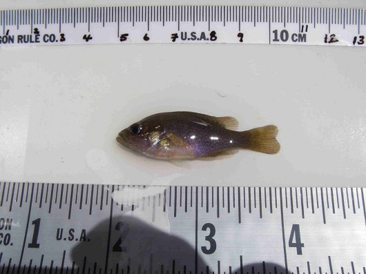 Green sunfish with measurements Location: Leonard Lake, California Date: 8/6/2008