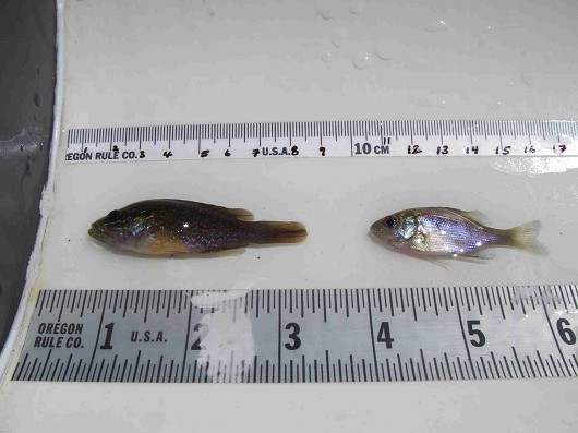Green sunfish and bluegill with measurements Location: Leonard Lake, California  Date: 8/6/2008 Photo: Lisa Thompson