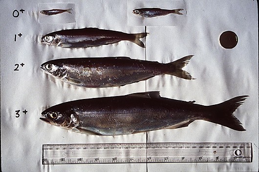 Kokanee with sizes indicated (Canadian dollar used for reference) Location: Kootenay Lake, BC, Canada, Date: circa 1994, Photo by Lisa Thompson