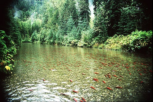 Kokanee spawning in the Meadow Creek Spawning Channel, Kootenay Lake, BC, Canada, Date: circa 1994, Photo by Lisa Thompson