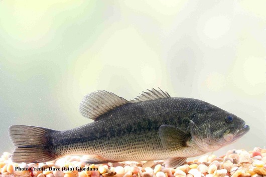 Largemouth bass approximately 30 cm (12”) long. Location: Deer Creek, California Date 6/22/2007.
