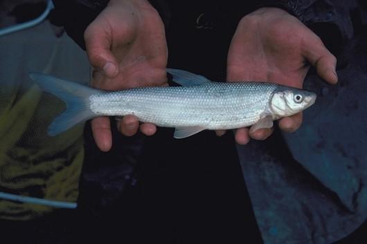 Sacramento splittail, adult, from the Cosumnes River, CA. Photo courtesy of Professor Peter B. Moyle.