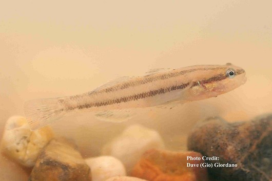 Shimofuri goby, approximately 5 cm (2”) long. Location: Suisun Marsh, California Date: 8/6/2007.