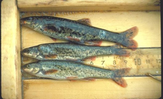 Speckled dace, adults. Photo courtesy of Professor Peter B. Moyle. Note: scale is in cm.