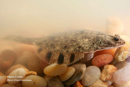 Starry flounder, juvenile, approximately 7.5 cm (3”) long. Location: Suisun Marsh, California. Date: 8/8/2007.