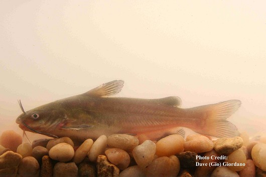 White catfish, approximately 15 cm (6”) long. Location: Suisun Marsh, California Date: 8/6/2007.