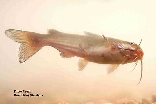 White catfish, approximately 15 cm (6”) long. Location: Suisun Marsh, California Date: 8/6/2007.
