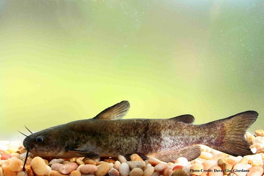 White catfish, approximately 21 cm (6”) long. Location: Deer Creek, California Date: 6/20/2007.
