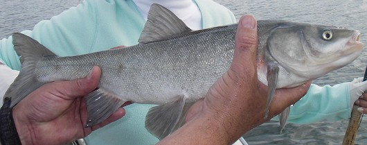 Sacramento blackfish, caught in the San Joaquin river near Stockton on 11/11/08. Photo by Steve Reem.