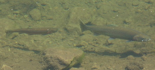 Lahontan cutthroat trout spawning pair. Independence Creek, CA. Photo courtesy of Mr. Jim Gaither, The Nature Conservancy.