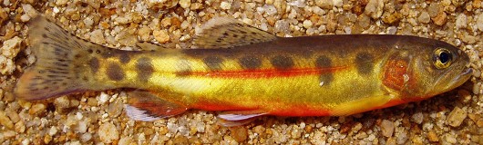 Golden trout, juvenile. Photo taken by Gerard Carmona Catot.