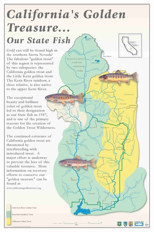 Golden Trout poster (jpg). Provided courtesy of CalTrout, with permission from US Forest Service and Joseph Tomelleri.