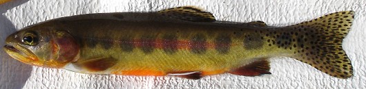 Golden trout caught in Guitar Lake,  7/16/05. Length: 21 cm. Photo courtesy of Howard Kern.
