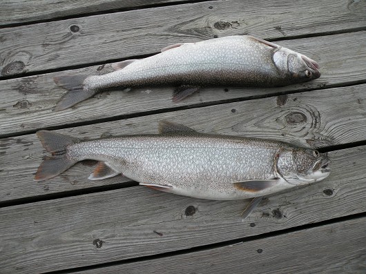 Lake trout caught in Seneca Lake, New York in October 2008. Photo by Arthur Masloski.