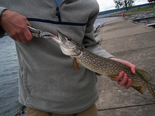 Northern Pike caught in Seneca Lake, New York in September 2007. Photo by Arthur Masloski.