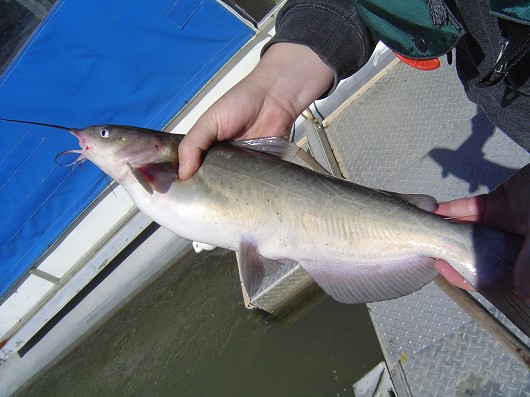 Channel catfish, captured in rotary screw trap on Sacramento River at Knight's Landing. Photo by Dan Worth, California Department of Fish and Game.