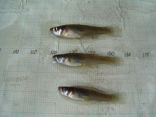 Western mosquitofish (three), captured in rotary screw trap on Sacramento River at Knight's Landing. Date: 1/29/2009. Photo by Dan Worth, California Department of Fish and Game.