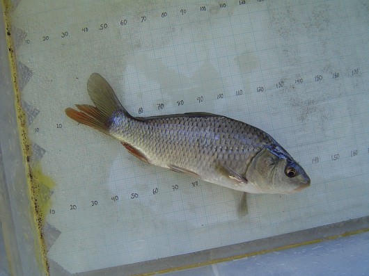 Goldfish, captured in rotary screw trap on Sacramento River at Knight's Landing. Date: January 2009. Photo by Dan Worth, California Department of Fish and Game.