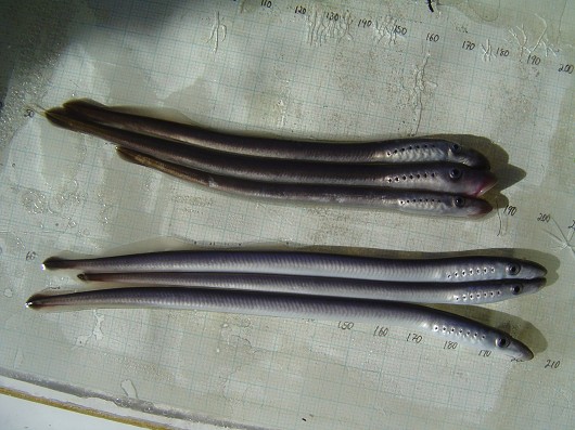 Pacific lamprey, captured in rotary screw trap on Sacramento River at Knight's Landing. Photo by Dan Worth, California Department of Fish and Game.