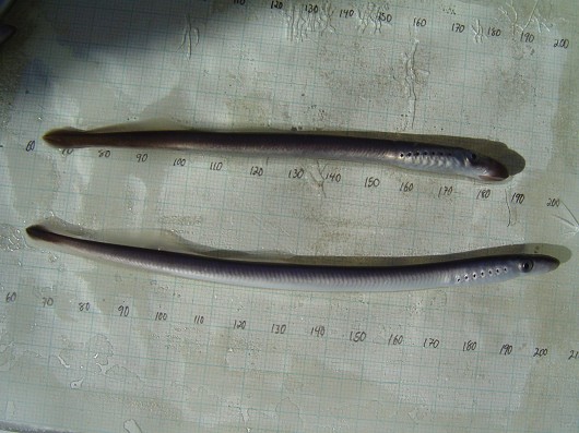 River lamprey, captured in rotary screw trap on Sacramento River at Knight's Landing. Photo by Dan Worth, California Department of Fish and Game.