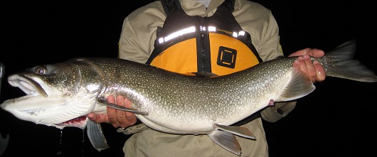 Lake trout. Caught at Caples Lake, California. Date: August 2008. Photo by Dan Worth, California Department of Fish and Game.