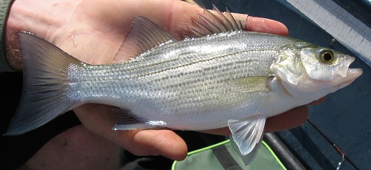 White bass, caught in Nacimiento Reservoir, CA, by Teejay O'Rear. Photo by Amber Manfree.