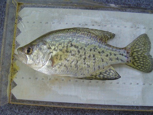 Black crappie, captured in rotary screw trap on the Sacramento River at Knight's Landing on 2/26/2009. Photo by Dan Worth, California Department of Fish and Game.
