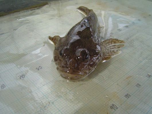 Prickly sculpin (anterior view), captured in rotary screw trap on the Sacramento River at Knight's Landing on 2/26/2009. Photo by Dan Worth, California Department of Fish and Game.