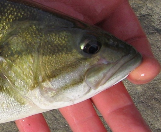 Smallmouth bass (showing maxilla) caught in Lake Berryessa Reservoir in March 2009 by Teejay O'Rear. Photo by Amber Manfree.