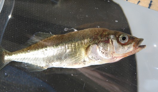 Threespine stickleback, unarmored. Captured from San Antonio Creek (Vandenberg Air Force Base) in 2008. Photo by Carl Page, ARS Consulting.