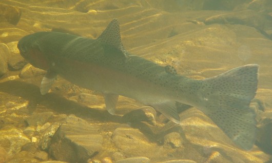 Steelhead in a Santa Monica Bay coastal stream, southern California, in February 2009. Photo by Steve Williams, The Resource Conservation District of the Santa Monica Mountains. California Department of Fish and Game provided funding for the study.